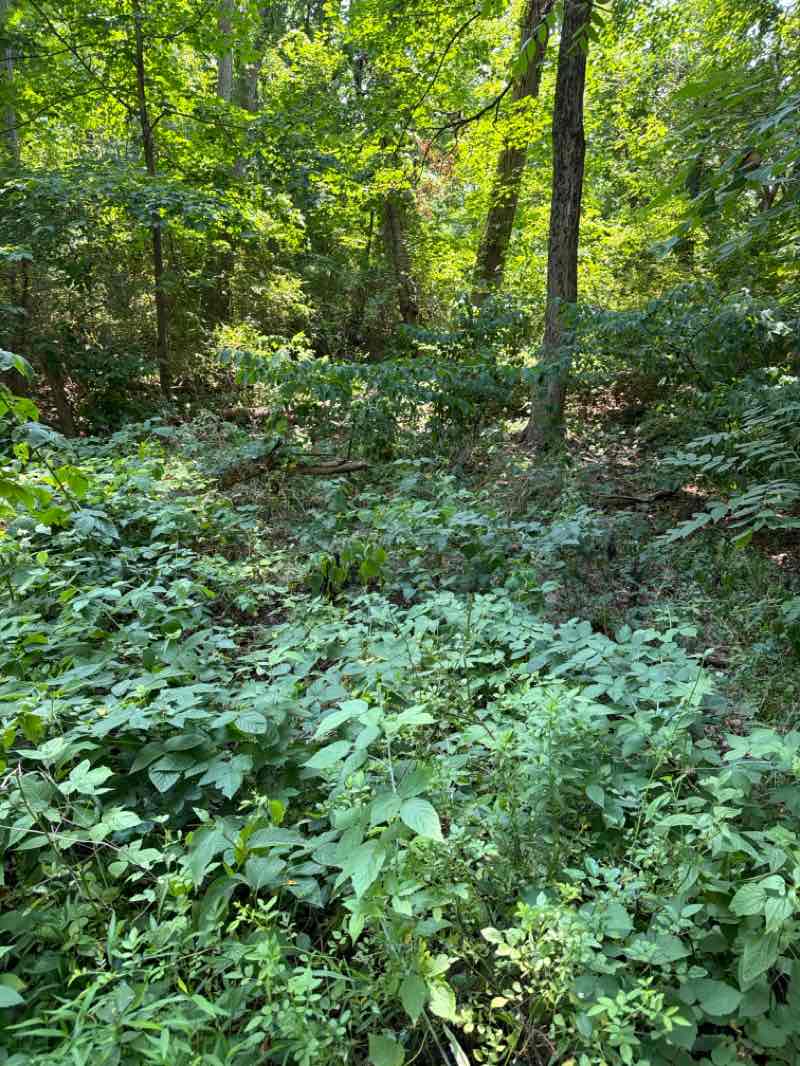 walking near me in Fountain Hill Park in summer