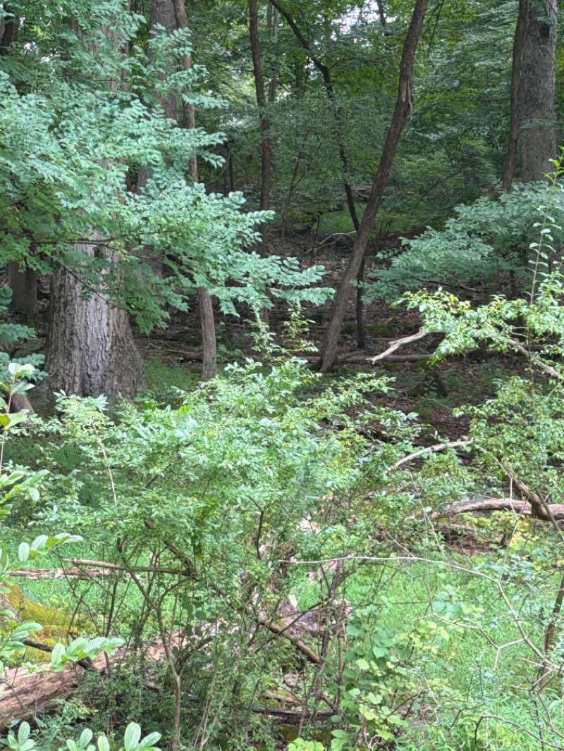walking near me in Lehigh Parkway in summer