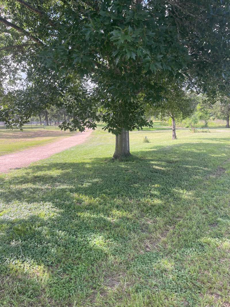 walking near me in T C Jester Park in summer