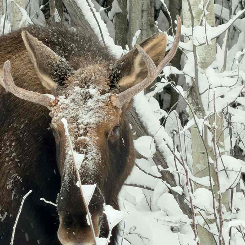 November Group Challenge J@mes 🇺🇸🇩🇪🇧🇦 post image