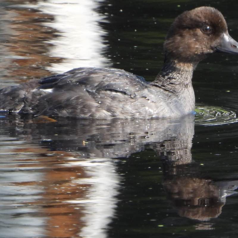 🦜BIRDWATCHERS🦜 J@mes 🇺🇸🇩🇪🇧🇦 post image