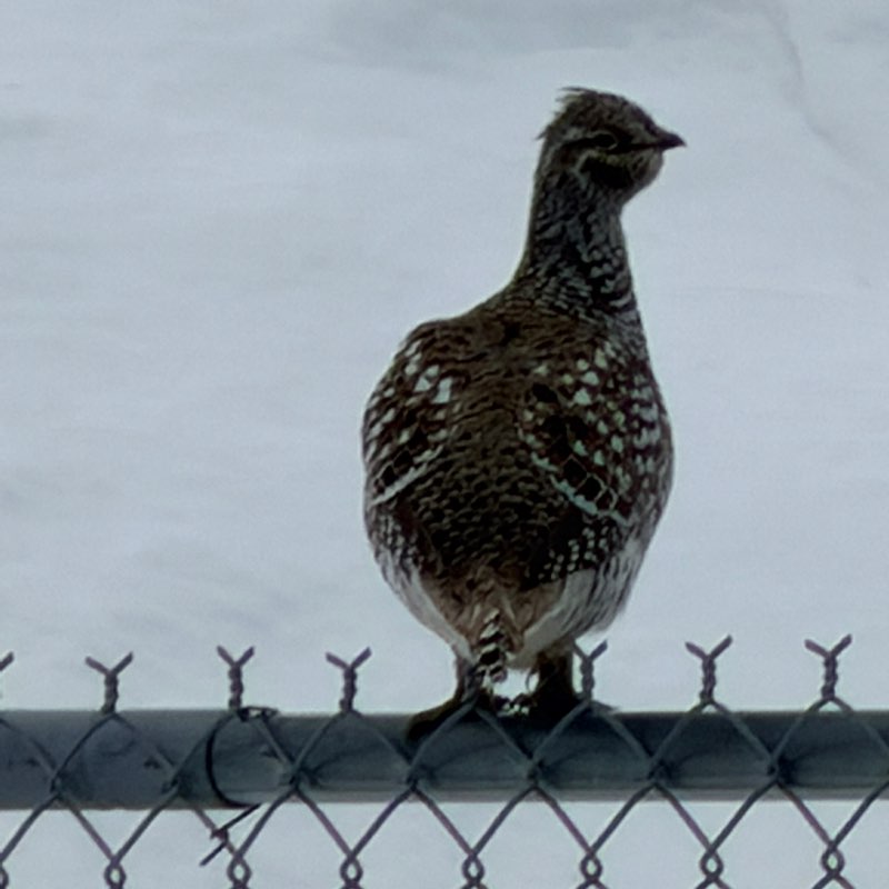 🦜BIRDWATCHERS🦜 J@mes 🇺🇸🇩🇪🇧🇦 post image