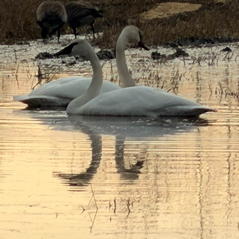 🦜BIRDWATCHERS🦜 J@mes 🇺🇸🇩🇪🇧🇦 post image