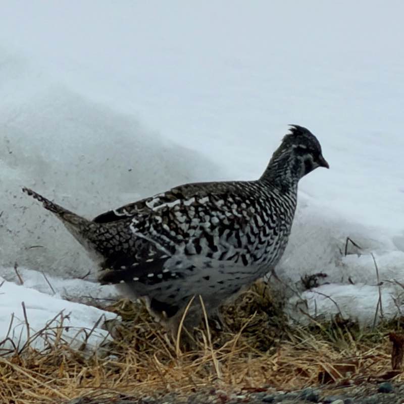 🦜BIRDWATCHERS🦜 J@mes 🇺🇸🇩🇪🇧🇦 post image