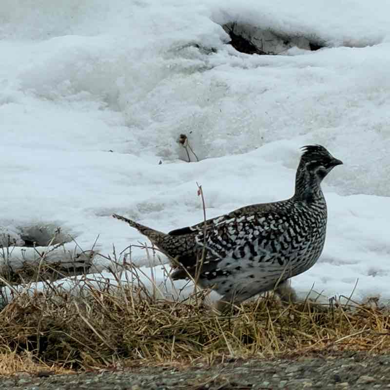 🦜BIRDWATCHERS🦜 J@mes 🇺🇸🇩🇪🇧🇦 post image