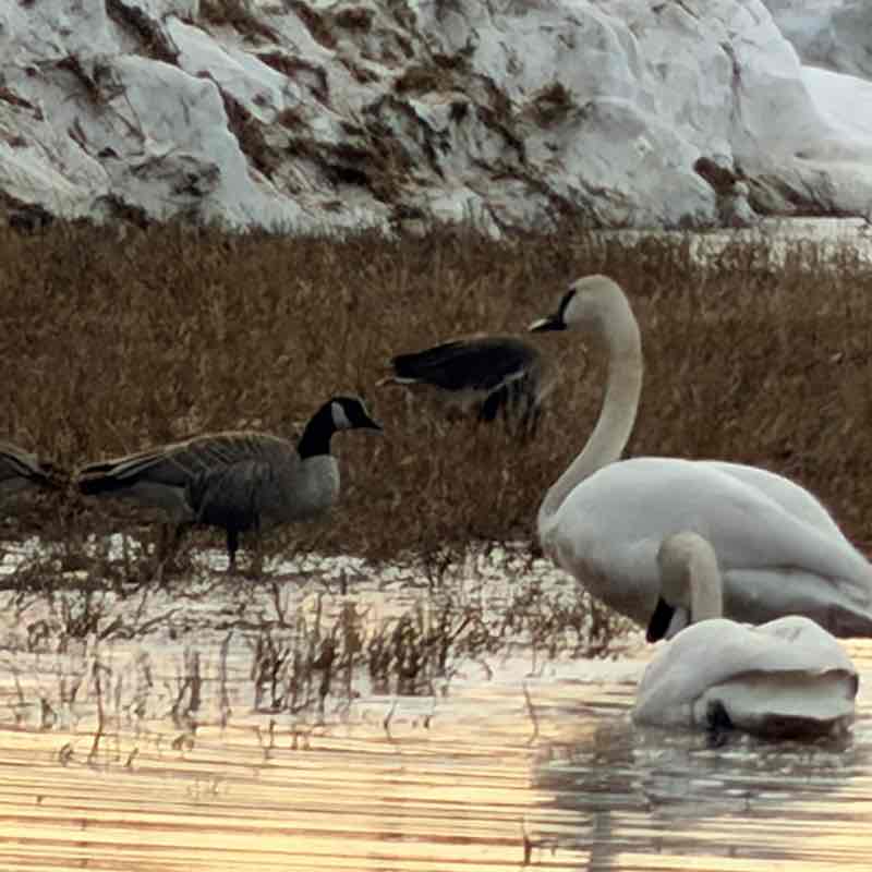 🦜BIRDWATCHERS🦜 J@mes 🇺🇸🇩🇪🇧🇦 post image