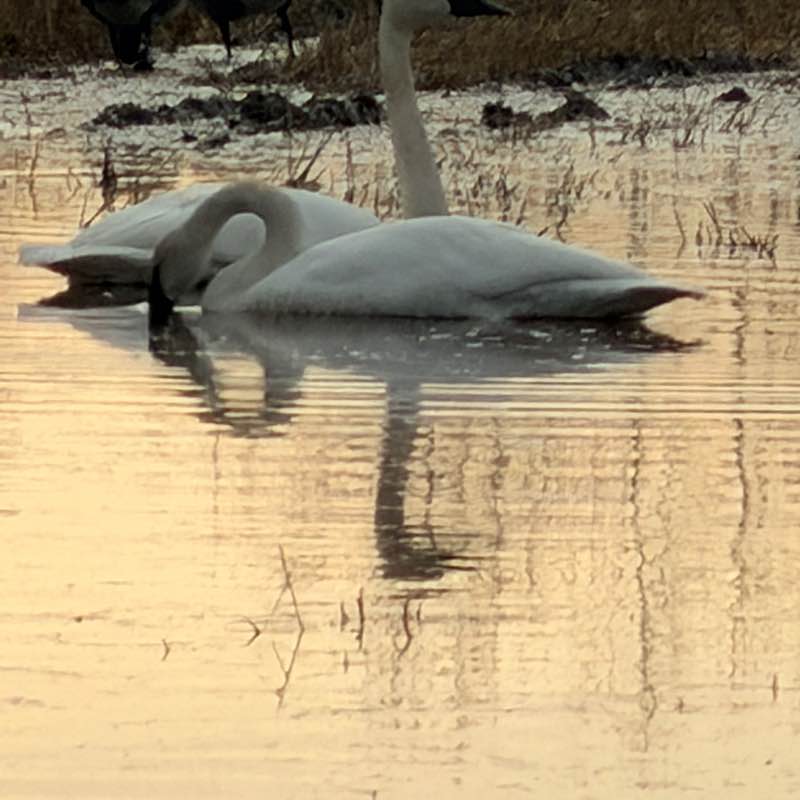 🦜BIRDWATCHERS🦜 J@mes 🇺🇸🇩🇪🇧🇦 post image