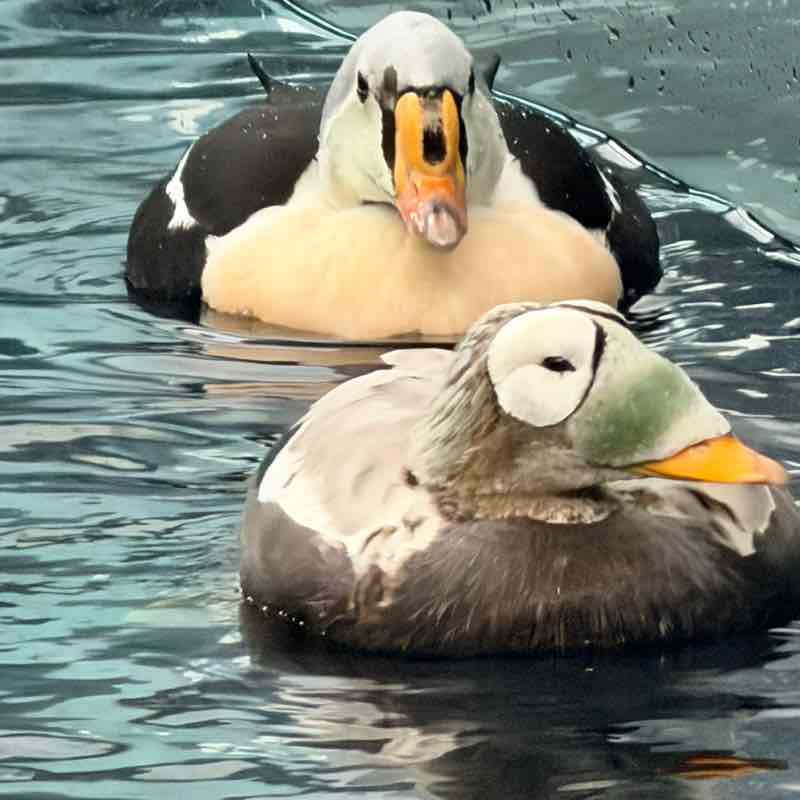 🦜BIRDWATCHERS🦜 J@mes 🇺🇸🇩🇪🇧🇦 post image
