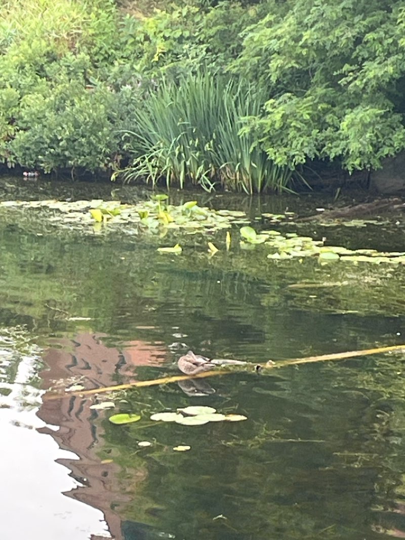 walking near me in Parc Jacques-Cartier in autumn