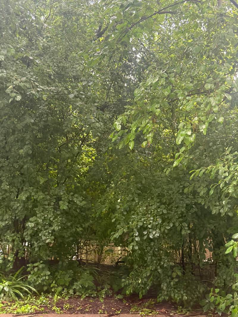 walking near me in Birchwood Park South in summer