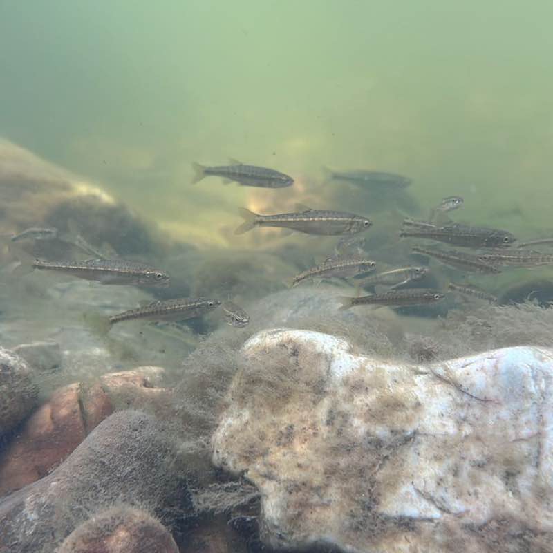 Эльвина post 2