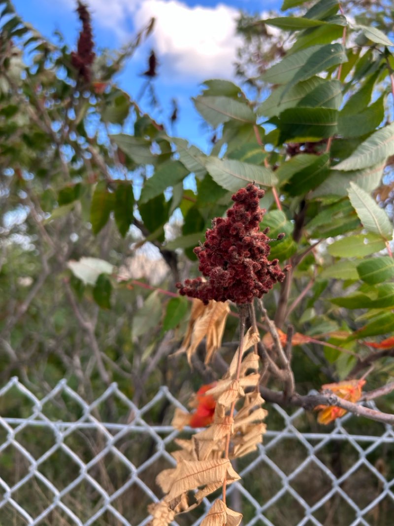 walking near me in Kayak Point Park in autumn