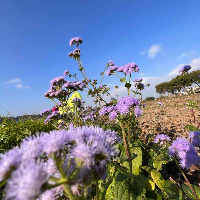 歡喜愉悅一切順心 post 3