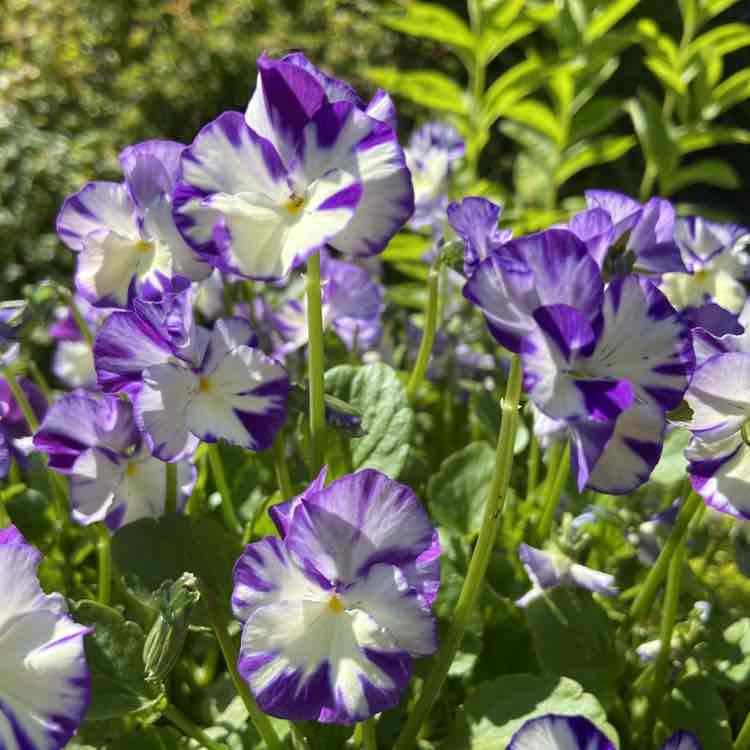 Александра post 2