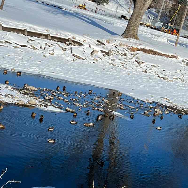 August Steps Challenge RodeoFaith7 post image