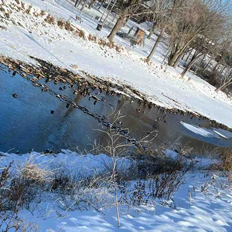 August Steps Challenge RodeoFaith7 post image