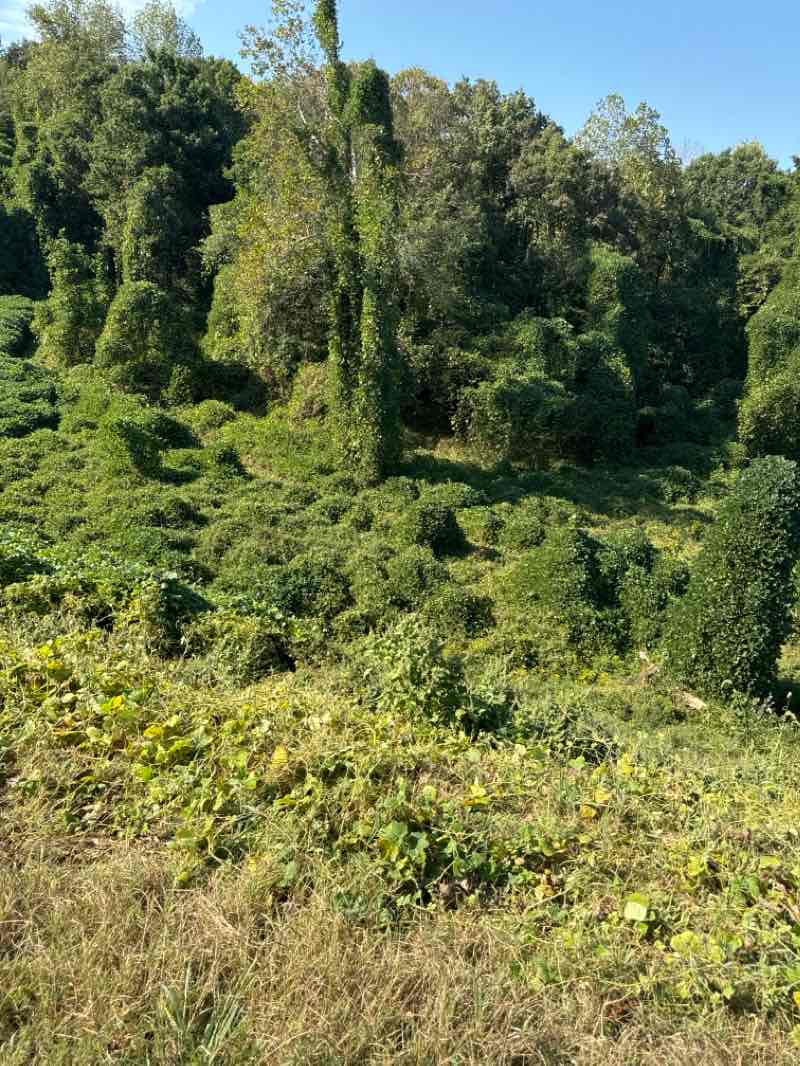 walking near me in Heritage Park in winter