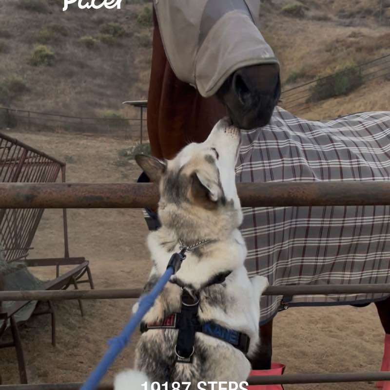 Missy🖤🐾🍦 post 2