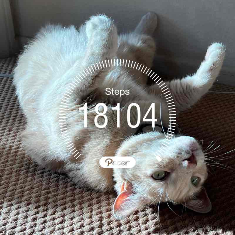 Missy🖤🐾🍦 post 3