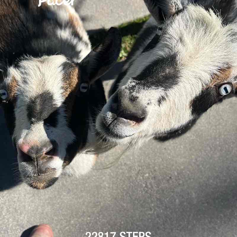 Missy🖤🐾🍦 post 2