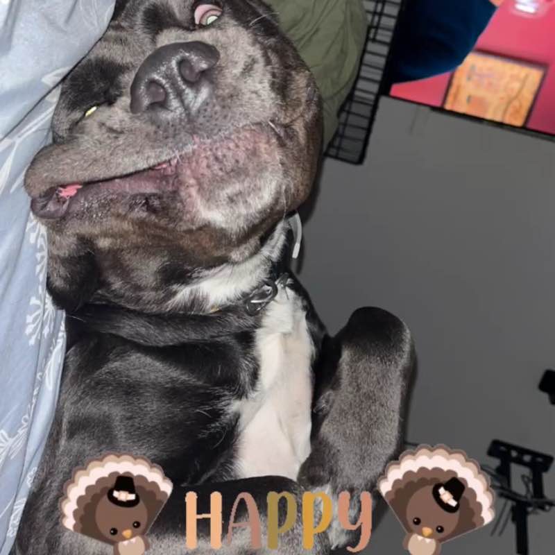 Missy🖤🐾🍦 post 3