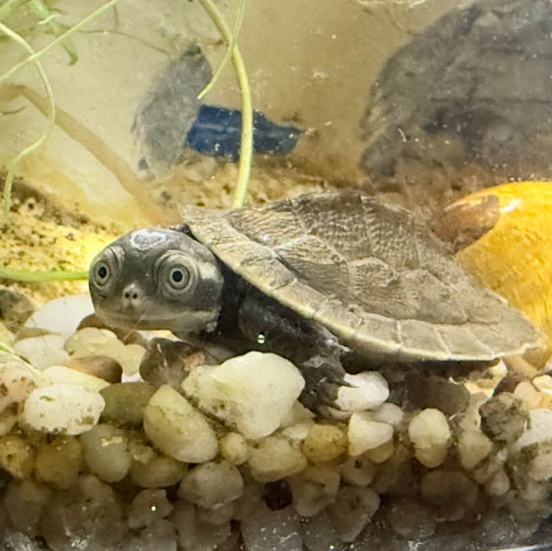 🇦🇺 Anita 🇦🇺 post 2