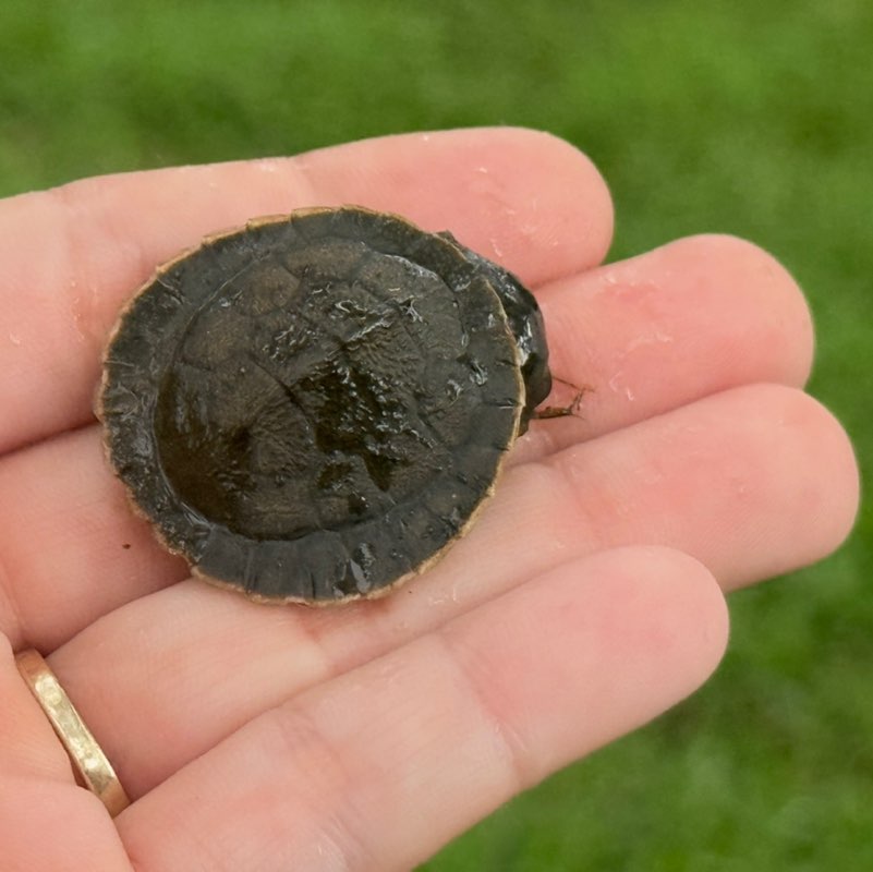 🇦🇺 Anita 🇦🇺 post 1