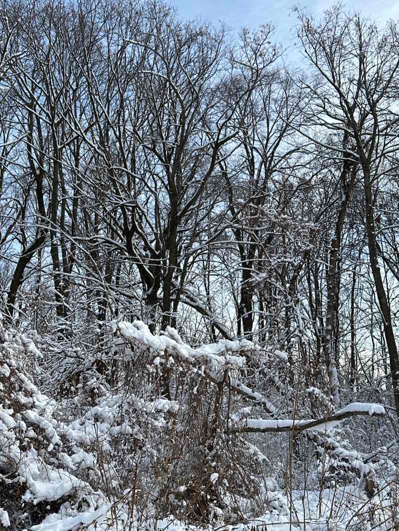 walking near me in Greene Park in winter