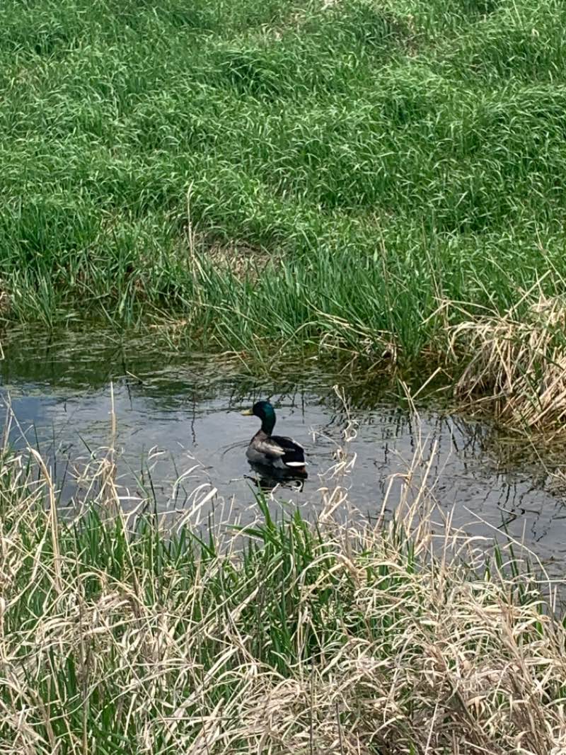 walking near me in Mount Trashmore in spring