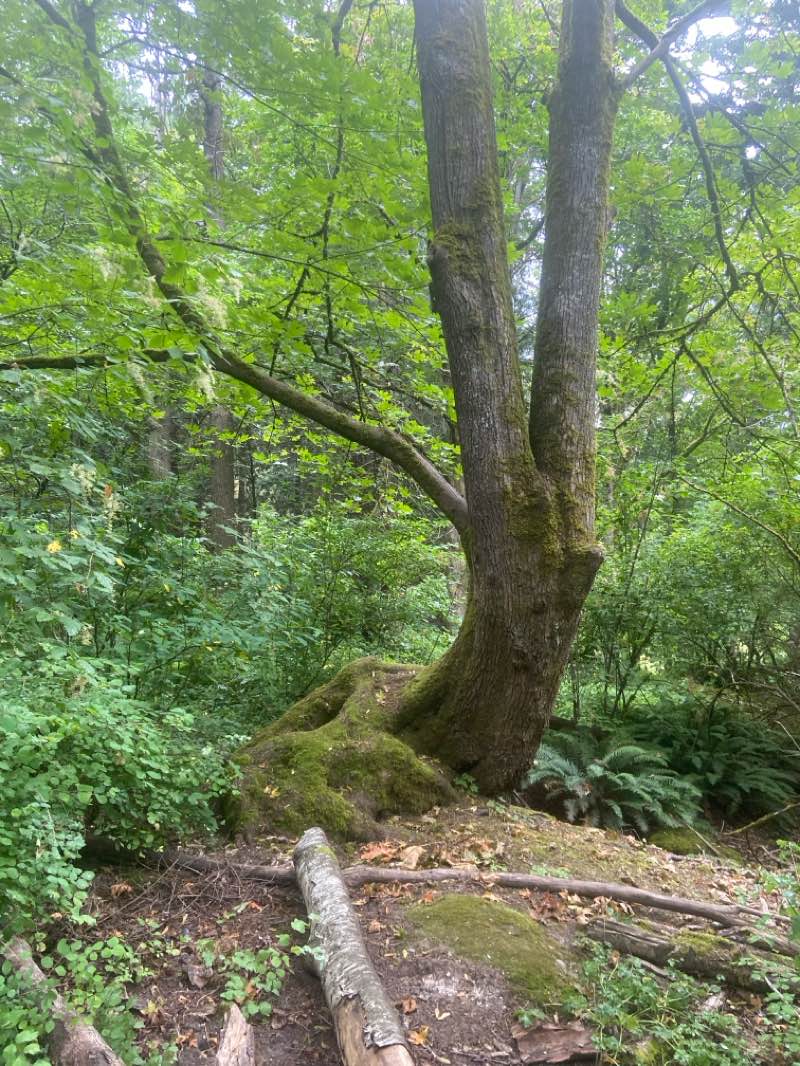walking near me in Cornwall Park in summer