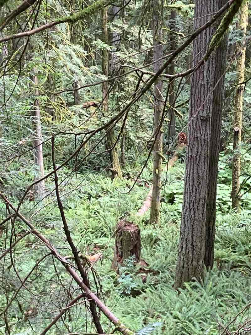 walking near me in Lake Louise Natural Resources Conservation Area in summer