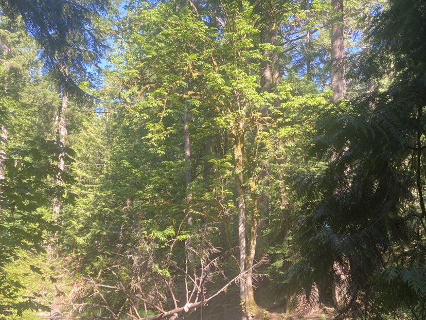 walking near me in Whatcom Falls Park in summer