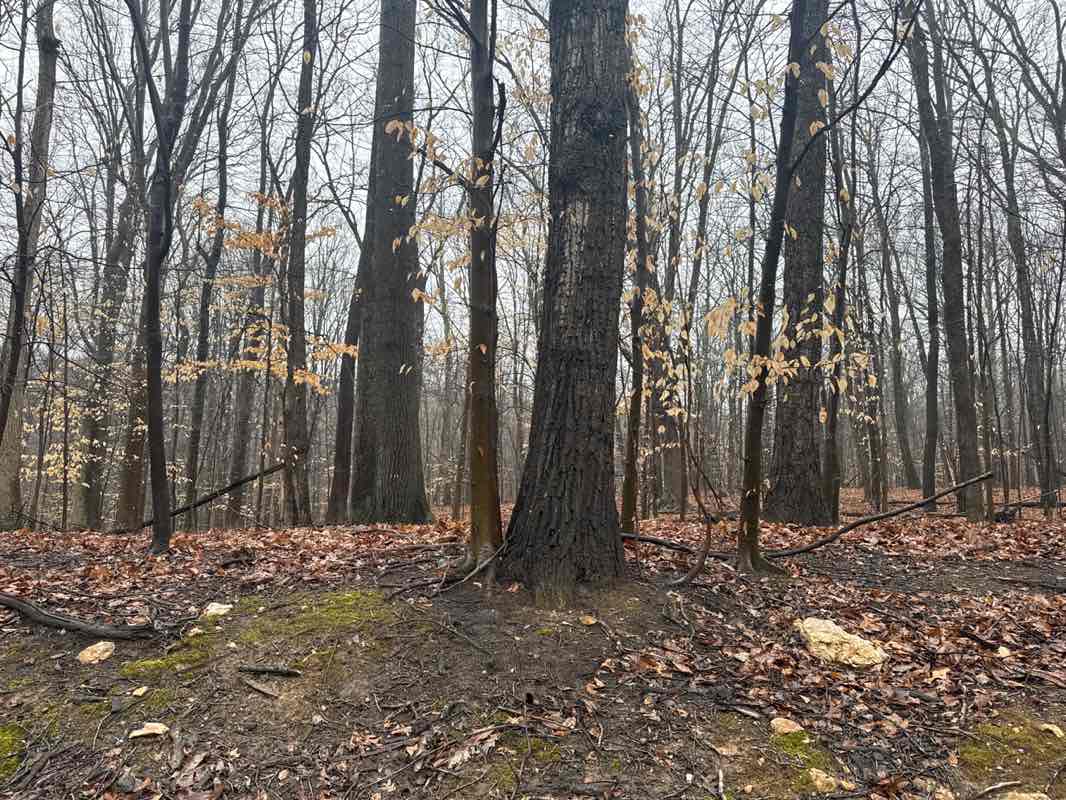 walking near me in Symington Cabin Park in spring