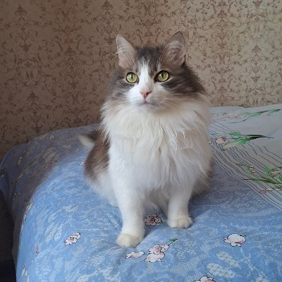 December Group Challenge Алёна Э-Н post image