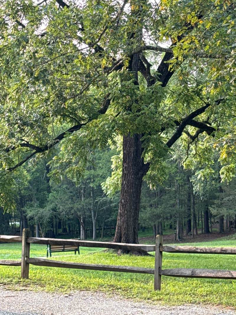 walking near me in West Point on the Eno in summer