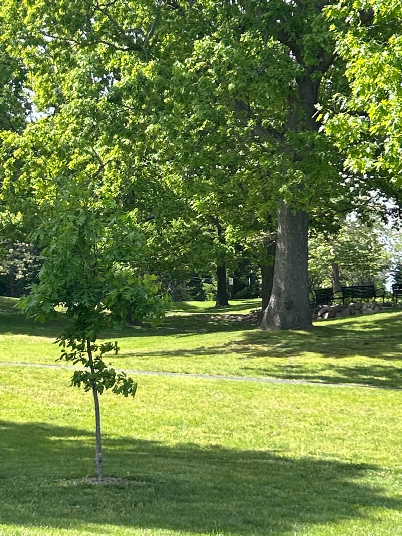 walking near me in Bowen Park in summer