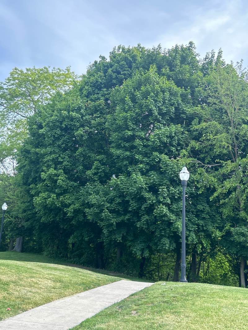 walking near me in Washington Park in summer