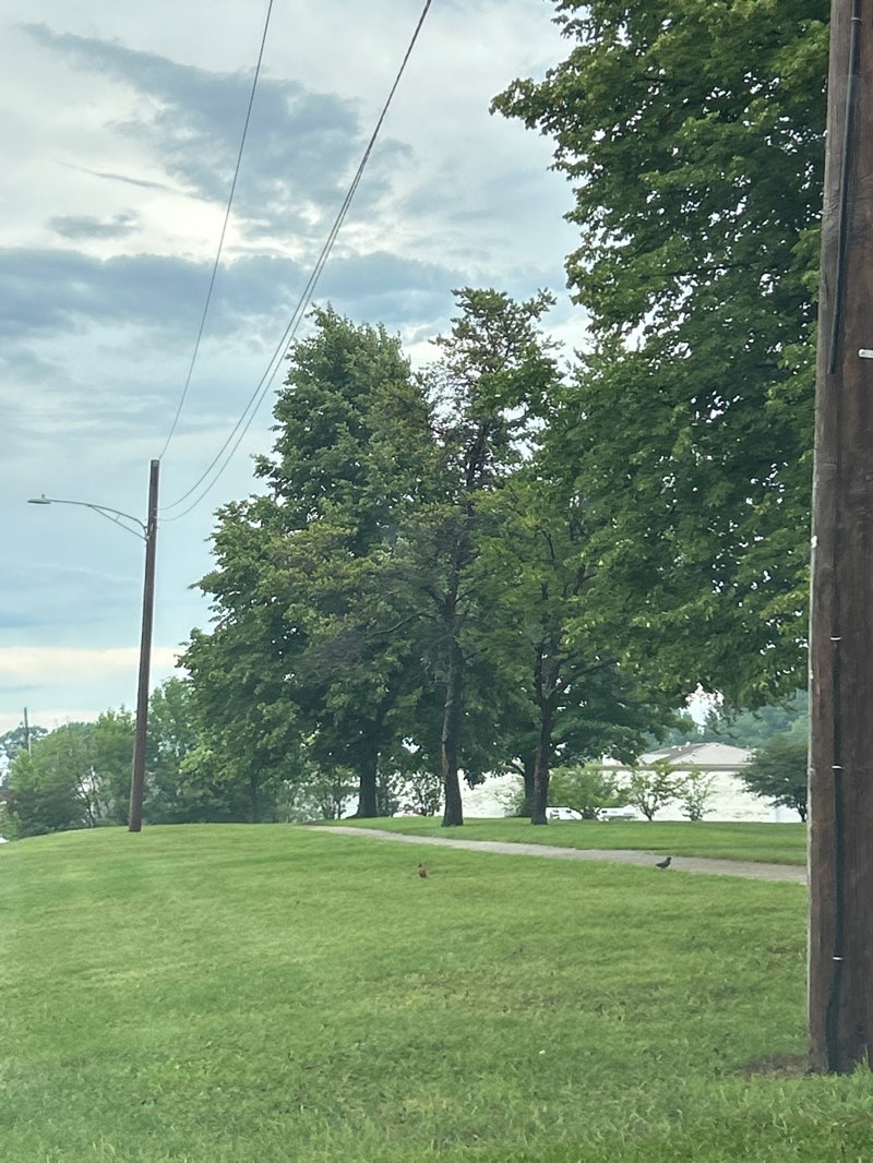 walking near me in Christine Thompson Park in summer