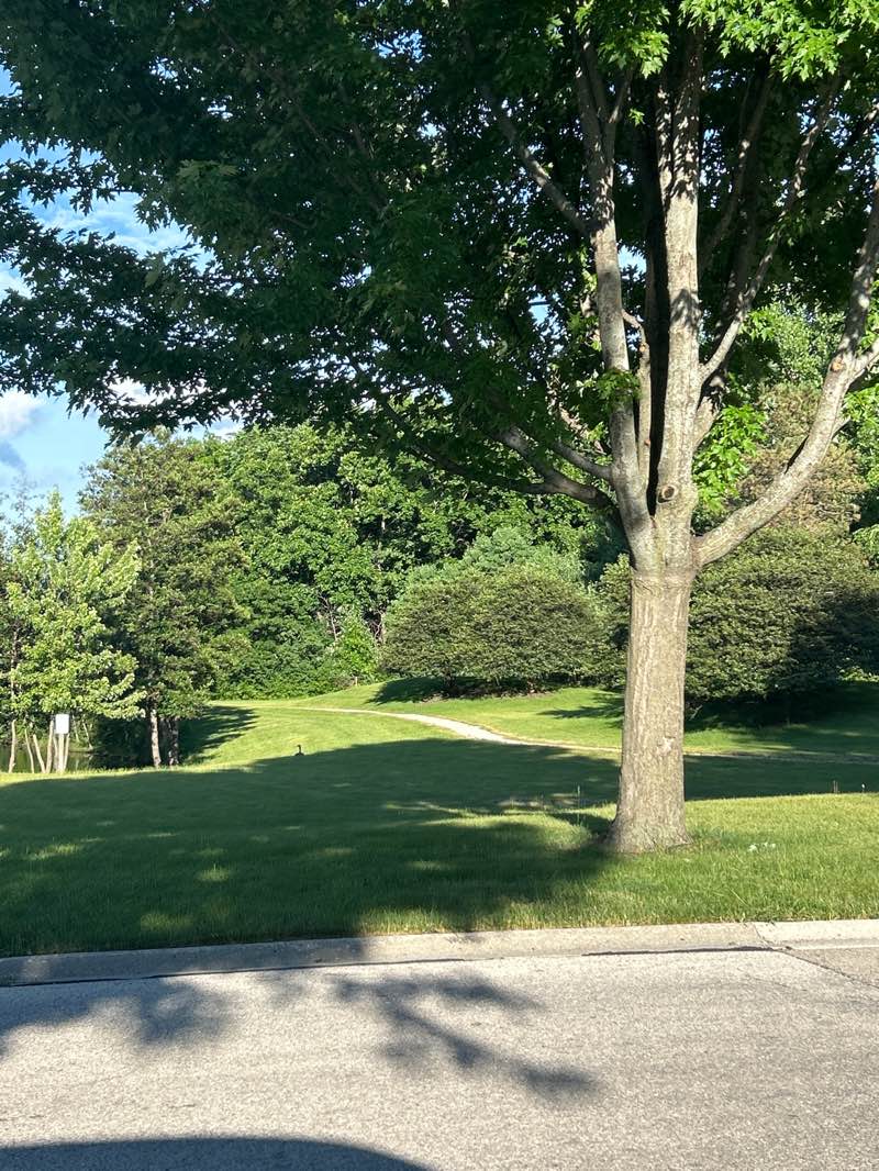 walking near me in Country Place Park in summer
