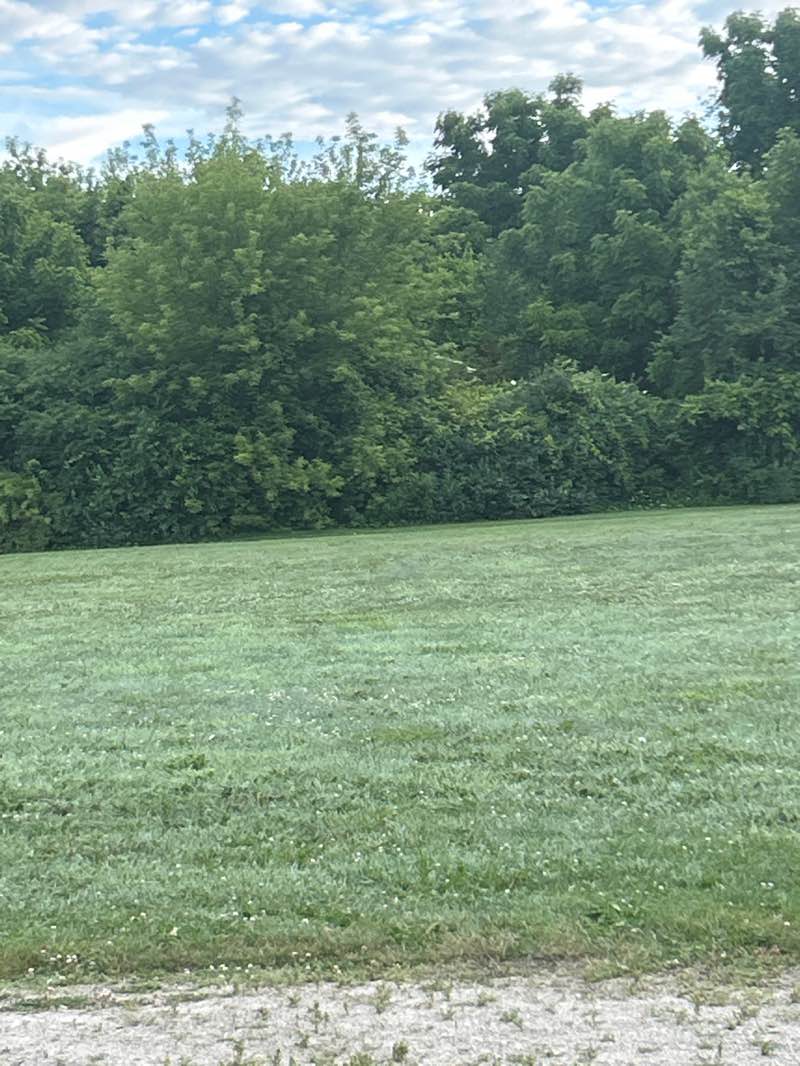 walking near me in Shaw Park in summer
