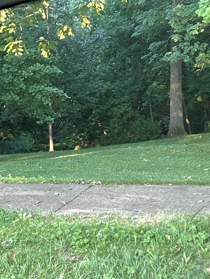 walking near me in Ray Bradbury Park in summer