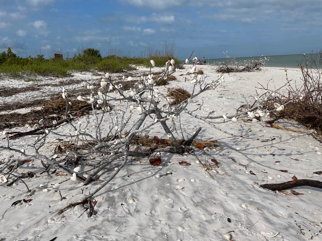 walking near me in Lovers Key State Park in winter