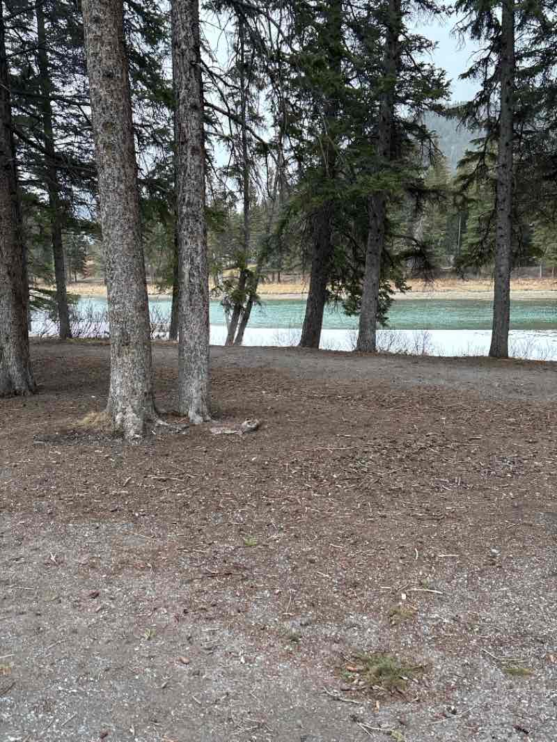walking near me in Banff Recreational Grounds in spring