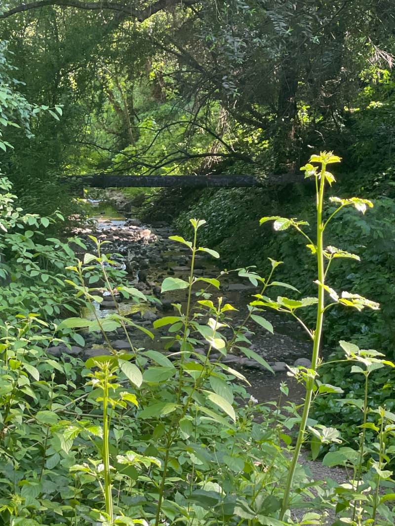 walking near me in Dimond Park in spring
