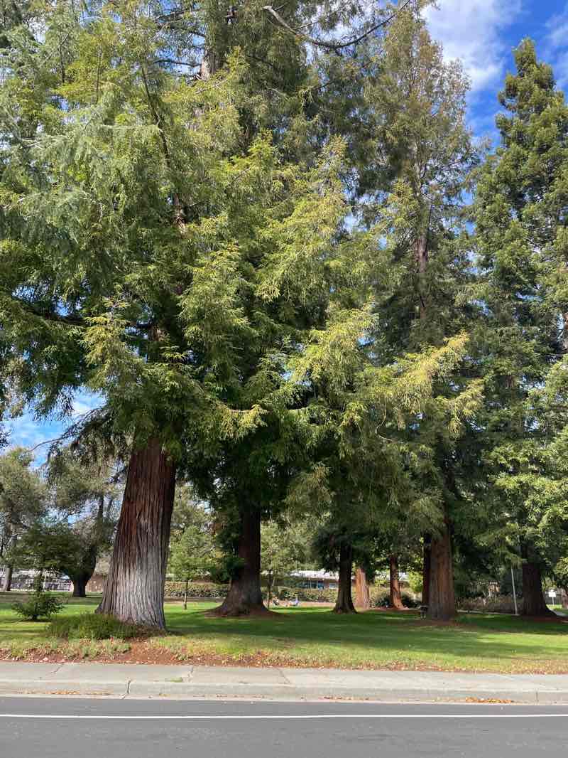 walking near me in Rinconada Park in spring