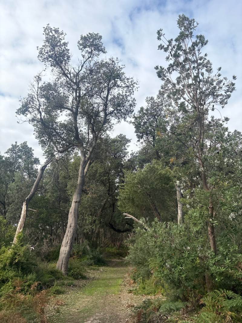 walking near me in Point Smythe Coastal Reserve in autumn