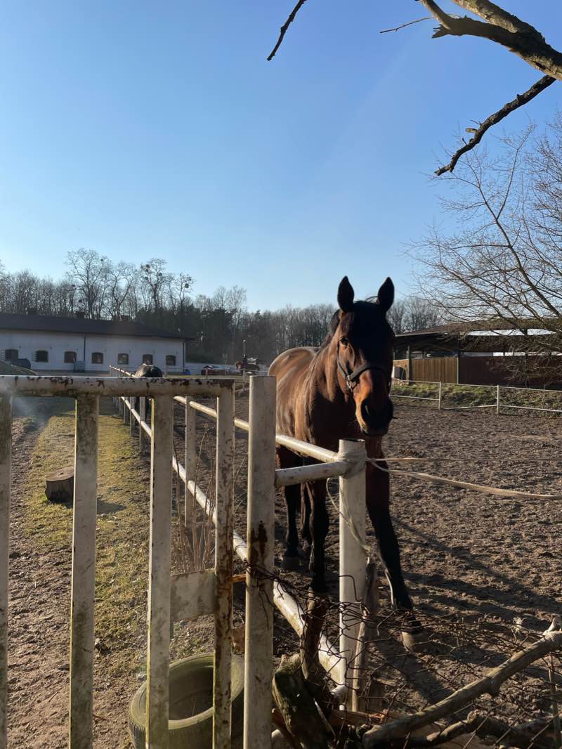 walking near me in Ogród Dendrologiczny Uniwersytetu Przyrodniczego in winter
