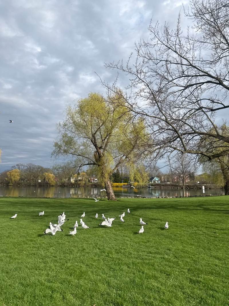 walking near me in Kingsbridge Park in spring