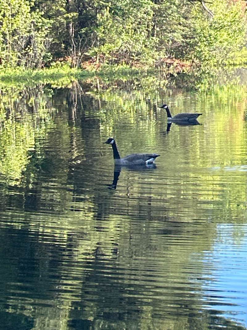walking near me in Parc des Coccinelles in spring