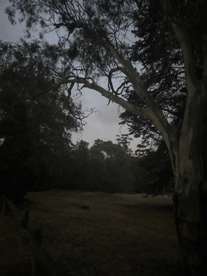 walking near me in Rosanna Parklands in summer